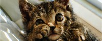 /album/galerie-photos/chat-mimi-jpg/